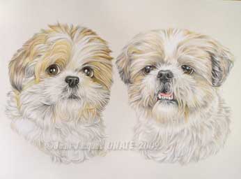 Portrait double des Shih-Tzu Nitsan et Nova au crayon